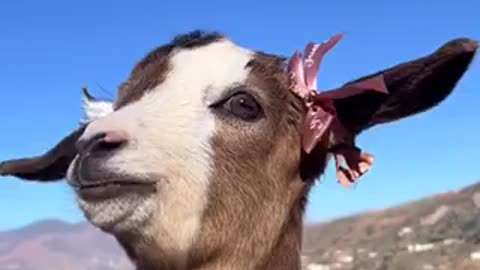 Beautiful goat 🐐 trending video
