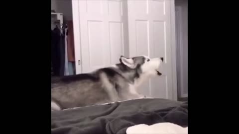 Husky just screaming | Funny Husky