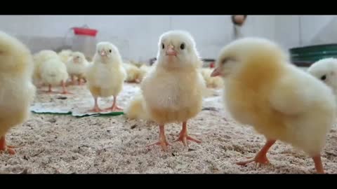 Cute and sweet chicks