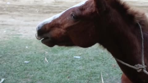 rolling stones #horseracig 😍 #shorts #shortvideo #villagemarketbd #horsevideo #villagelife