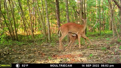 Suckling Whitetail Fawn Deer