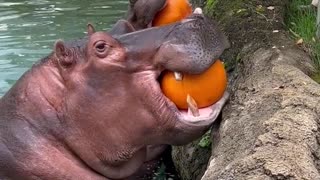 hippo eating pumpkin 🎃 🦛