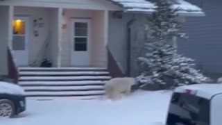 Polar Bear on the loose