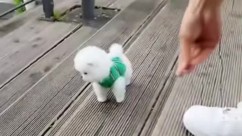 Puppy trying to get up the stairs