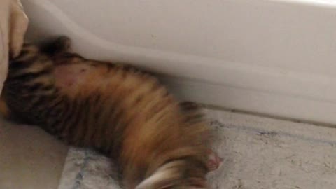 The cat does somersaults