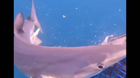 Shark Munching on a Fish