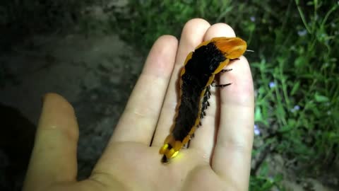 Wonderful Giant Firefly Larvae