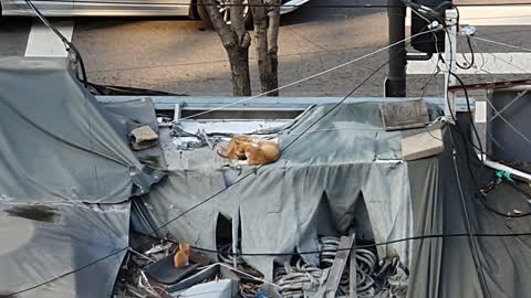 Street Cat on Roof (Seoul, Korea)