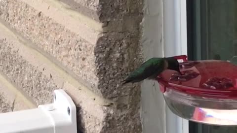 Hummingbird befriends human