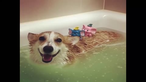 Funny Dogs Love Swimming - Puppy Videos 2020(720p)