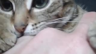 Cute Cat Playing with Hand