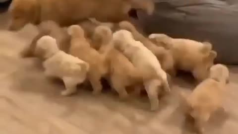 Dog and her cute puppies