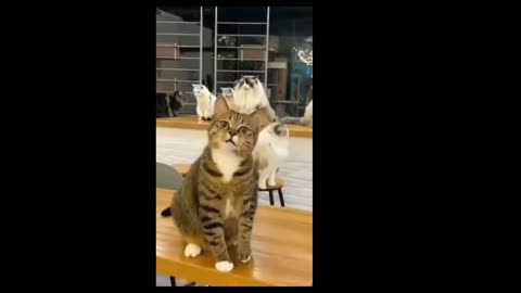 cat funny videos 13, Funny Video , Cat funny Video😹