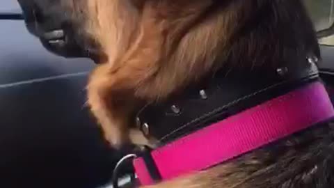 Topi is on a carride when he hears his favourite song