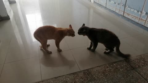 Une guerre entre les chats