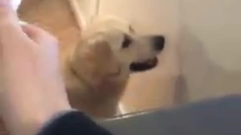 Cão tenta apanhar a sombra da caneta mas acaba com o "focinho" na parede.