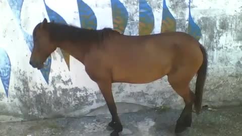 Mare is seen relaxing near the beach on the avenue, the foal is nearby [Nature & Animals]