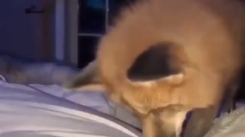Funniest And Cutest Dogs And Cats Funny Pet Animals' Life