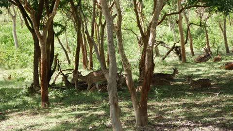 Wide angle view of group of deer sitting under trees, Herd of dear with white spots