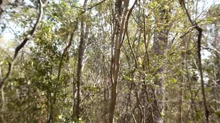 Verreauxs Sifaka and Baby Leaping from Tree to Tree