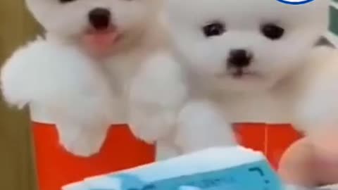 Cute and Funny Pomeranian Moment | Smart Dog | Lovely Pet