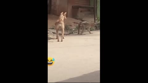 Super Funny Animal Video that Will Make You Laugh Out Loud | Keep Laughing | Do Share & Subscribe