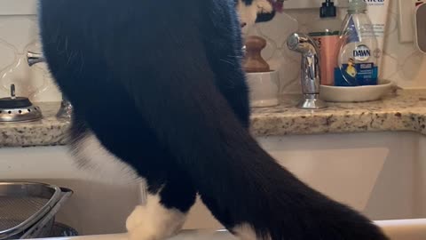 Cat drinks from faucet