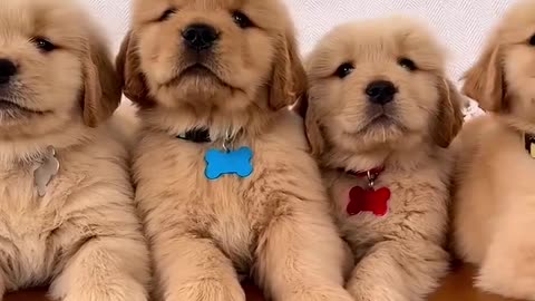 Cute Golden retriever puppies