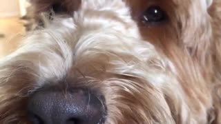 Fluffy brown dog with tongue out panting in front of camera
