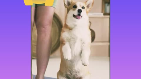 So cute dog stand on two foot with his owner