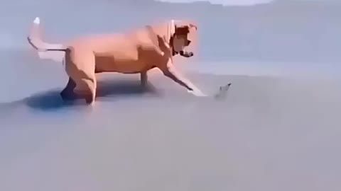 Dog in fear 😱 😨