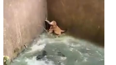 Monkey child danger is crocodile short video