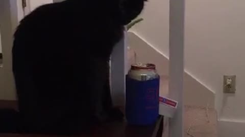 Black cat knocking down items from desk