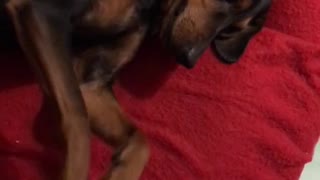 Brown and black dog getting a belly rub while laying down