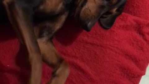 Brown and black dog getting a belly rub while laying down