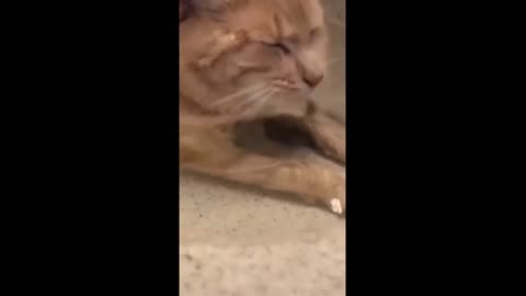 Cat Going For A Dip In The Bathroom Sink Because Of Hot Summer