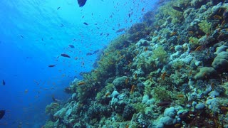 Red Sea SCUBA Diving - Aquarium diving