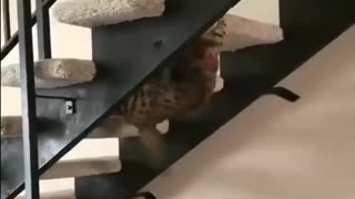 cat acrobat! you must see it