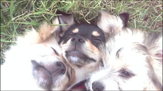 Cuddling puppies enjoy a moment