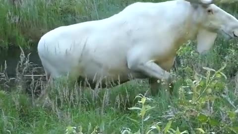 Extraordinary white moose