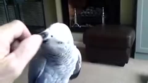 Parrot Jasper says : Don't touch me!