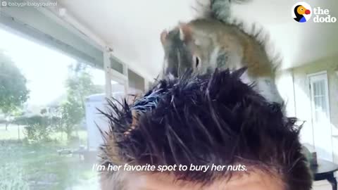 Guy Tried To Release His Rescue Squirrel But She Always Came Back