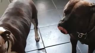 Dog Tells Owner That He Wants To Go Toilet