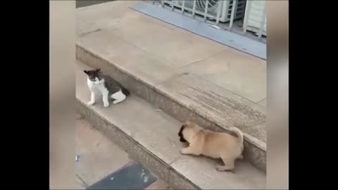 funny animal video