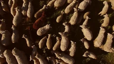 Top view of sheep. Sheep herd on grass background