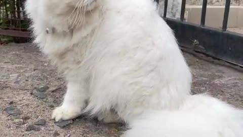 Extremely beautiful cute white fluffy persian cat playing in the rain -- Cat play run funny