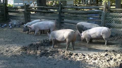 Far Away Farm - Toronto, Canada