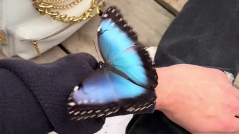 A Blue Morpho ~They’re Are So Gorgeous