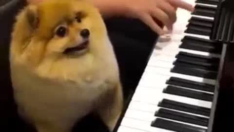 Pianist dog kkk