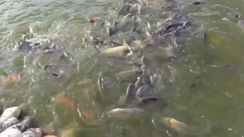 Fish Having Soyabean chunks